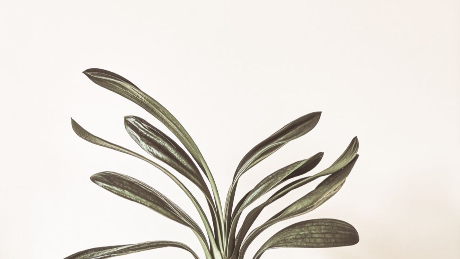 Executive Presence for Women: Authority Without Apology