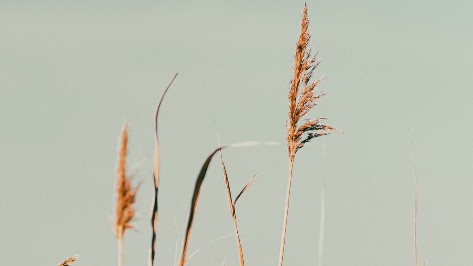Growth Mindset, Honestly: What the Research Really Says